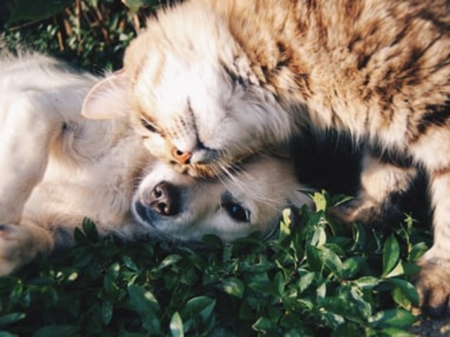 Friendship with cat and dog
