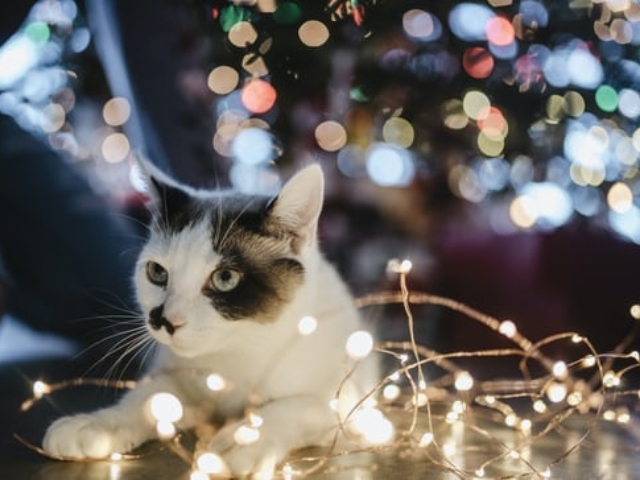 Cat and Lights