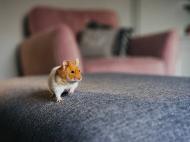 Orange and White Spotted Hamster