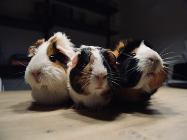 Trio of Hamsters